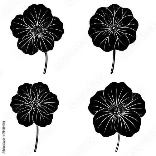 Illustration of four black and white nasturtium flowers with detailed petal and stem structures shown clearly