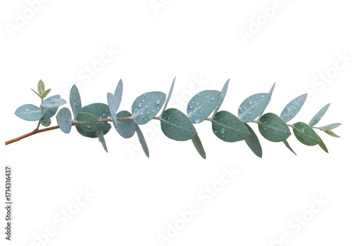 Isolated eucalyptus twig with water droplets, natural plant element for decor or design