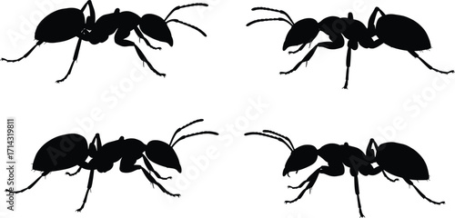 Action-Pose of Black Silhouetted Insects, Ants, Digital Illustration, Isolated on White Background, Artistic Viewpoint, Vector Design for Creative Projects