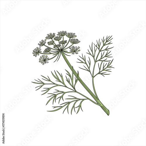 Illustration of a dill plant with feathery leaves and flower umbel