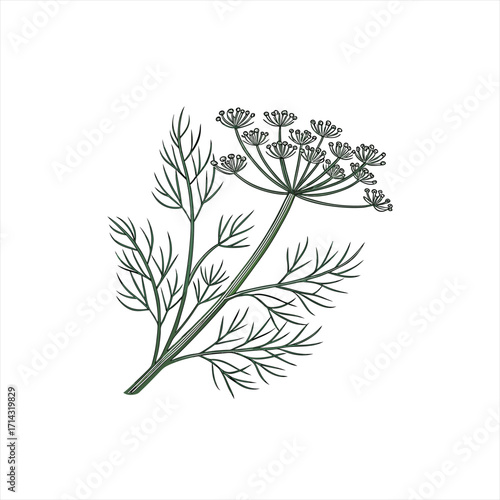 Illustration of a delicate dill plant with feathery leaves and flower heads