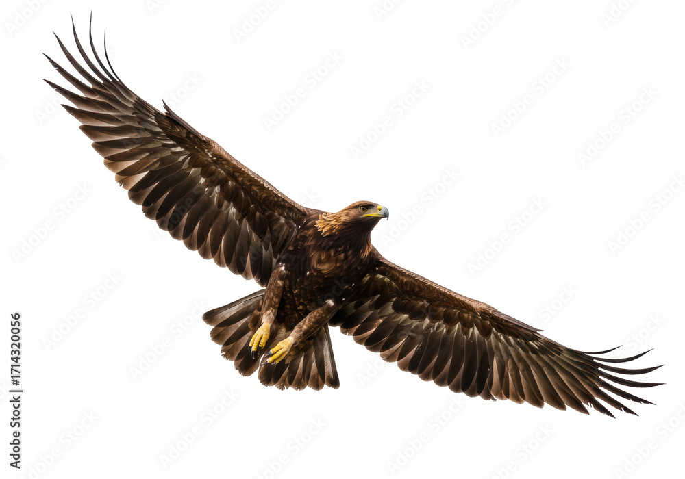 Fototapeta premium Isolated Golden Eagle soars with wings spread wide, majestic and regal against a plain background