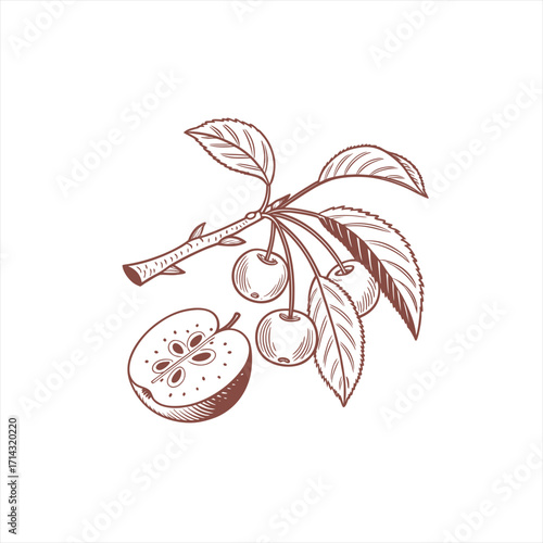 Hand drawn sketch of cherries on a branch and a sliced apple