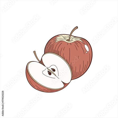 Hand drawn illustration of a whole apple and a sliced apple on a white background