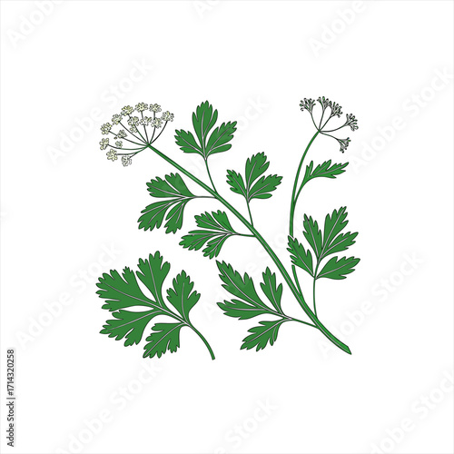 Illustration of green parsley leaves and delicate white flowers on a white background