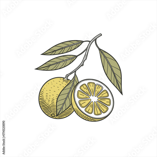 Vintage illustration of a citrus fruit branch with leaves and a sliced lemon