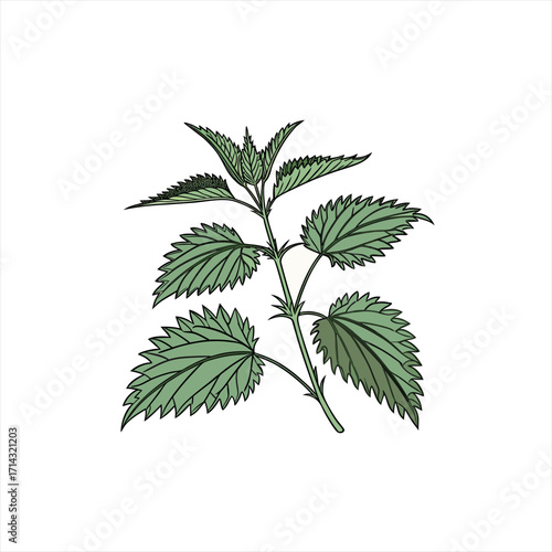Illustration of a stinging nettle plant with serrated green leaves