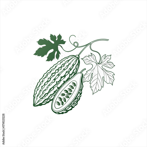 Bitter melon with leaves and vine line art