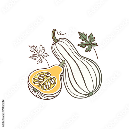 Hand drawn illustration of butternut squash with leaves on white background