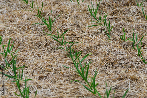 The garlic beds are filled with dry straw.