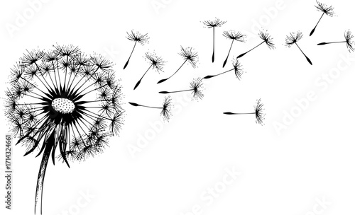 Dandelion vector sketch hand drawn line art in nature, dandelion seeds blowing in wind