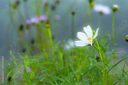 Gesanghua cultivated in urban parks blooms with colorful flowers