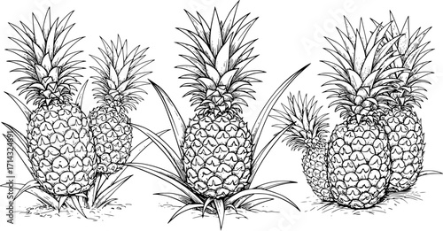 Pineapple vector hand drawn line art in nature, pineapple silhouettes set in bold black