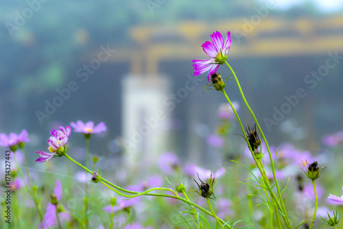 Gesanghua cultivated in urban parks blooms with colorful flowers