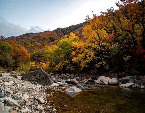 Autumn foliage along a mountain stream