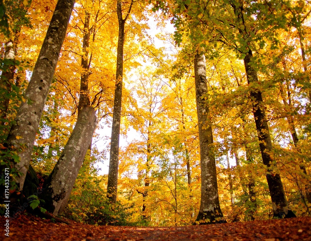 Obraz premium Autumn forest canopy (1)