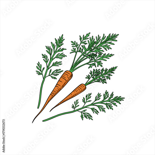 Fresh carrots with green tops illustration