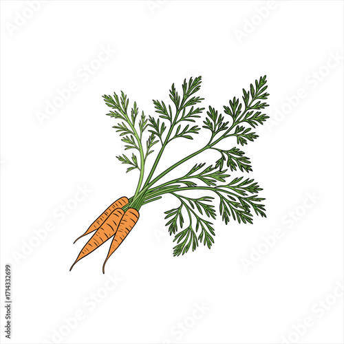 Fresh organic carrots with green tops isolated on white background