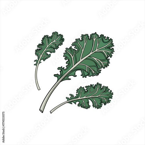 Three green kale leaves on a white background