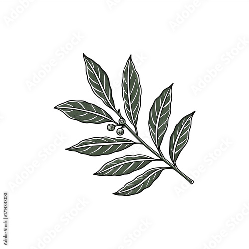Hand drawn illustration of a bay leaf branch with berries on white background