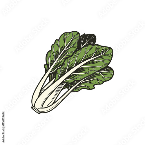 Illustration of a fresh bunch of bok choy on a white background