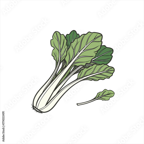 Illustration of fresh bok choy with a detached leaf on a white background
