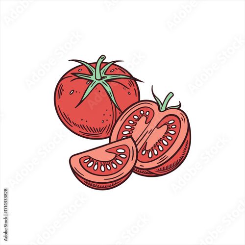 Hand drawn illustration of a whole tomato and sliced tomatoes