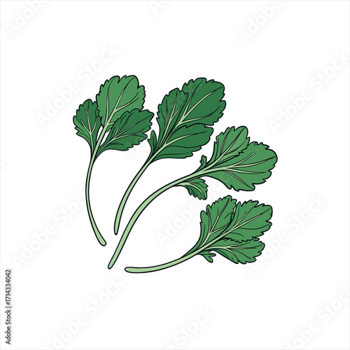 Illustration of fresh green cilantro leaves on a white background