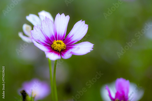 Gesanghua cultivated in urban parks blooms with colorful flowers