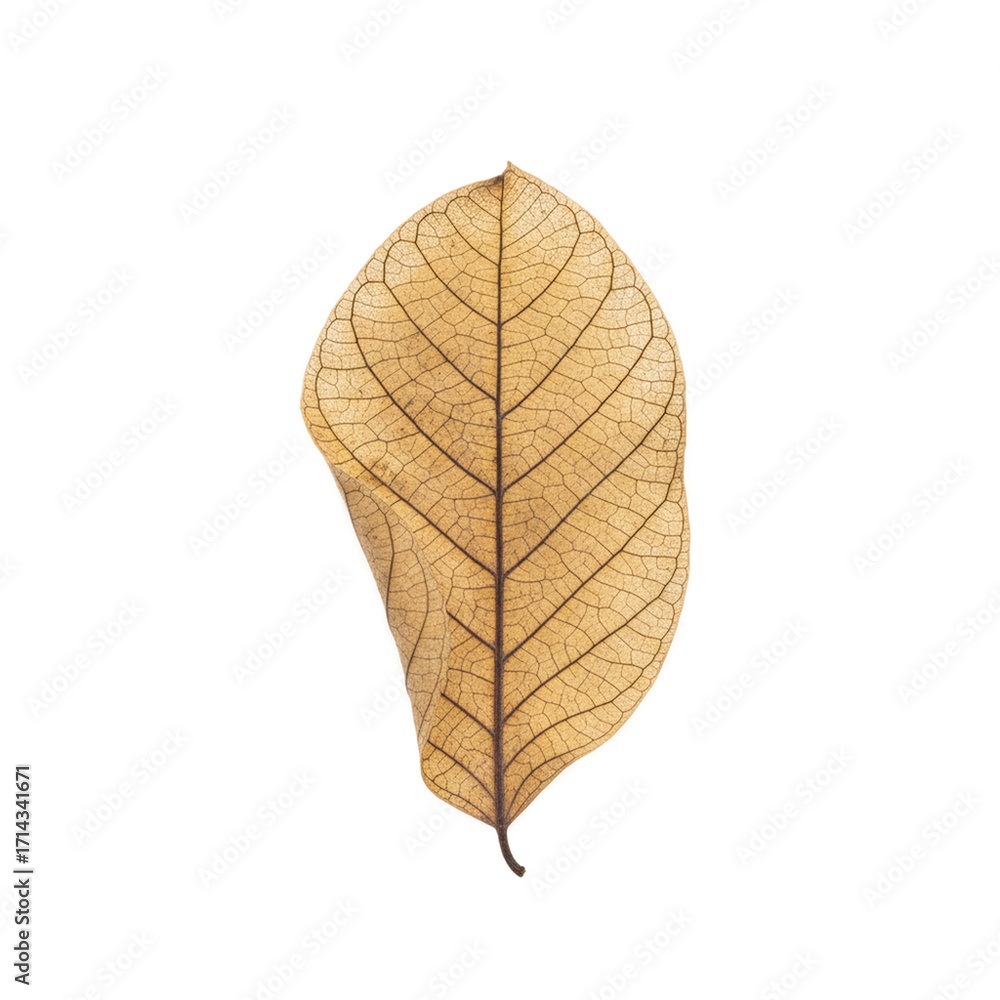 Fototapeta premium leaf isolated on white background