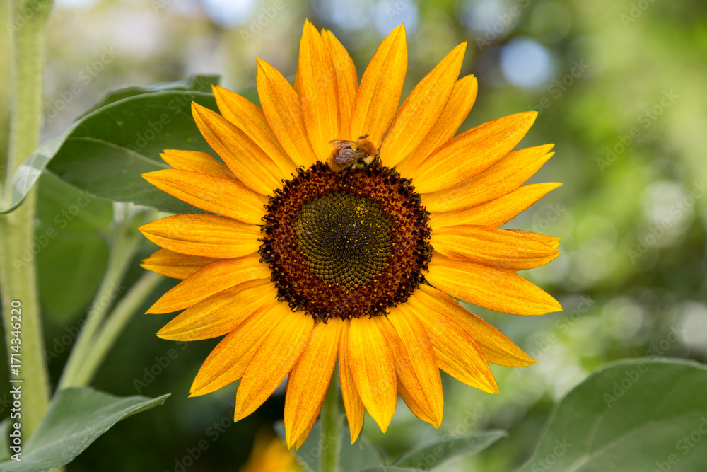 Obraz premium Sunflowers | Tournesols