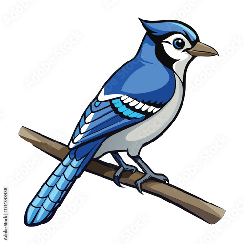 Blue Jay on Branch Illustration