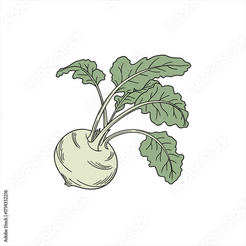 Illustration of a fresh kohlrabi vegetable with green leaves
