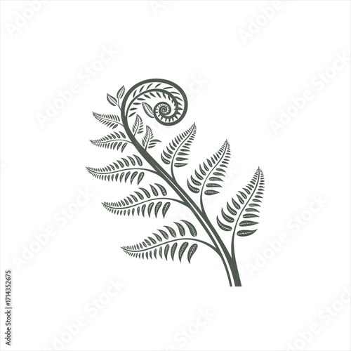 Stylized fern frond with a coiled fiddlehead on a white background