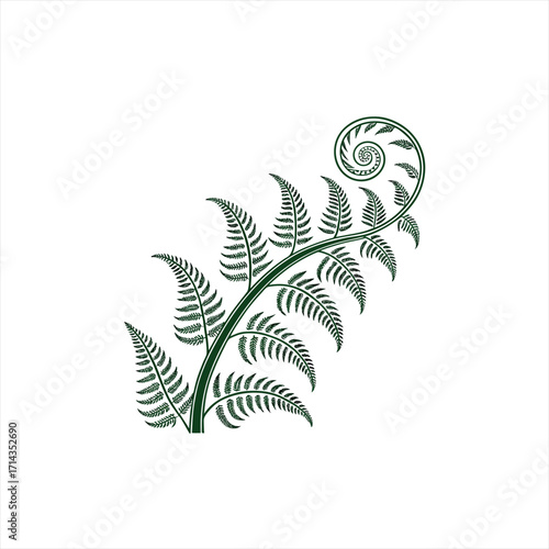 Stylized dark green fern frond with unfurling spiral on white background