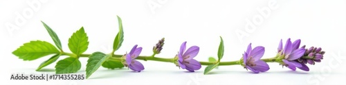 Single patchouli sprig, vibrant purple flowers, fresh green leaves, white background, blossom, stock photo