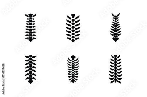 xray spine silhouette vector illustration