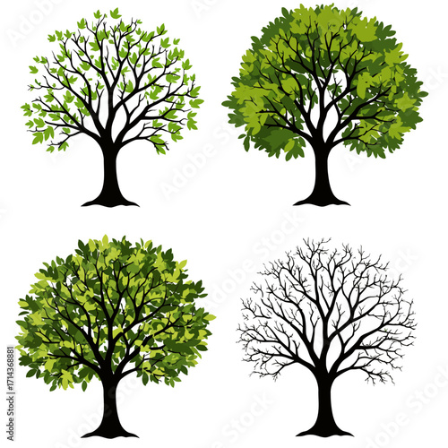 Four distinct trees showing seasonal changes from spring blossoms to full leaf and winter bareness isolated on white background Vector Illustration
