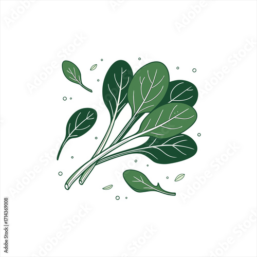 Fresh green spinach leaves illustration on white background
