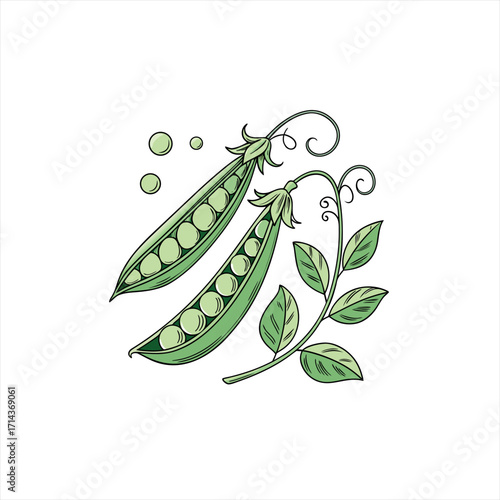 Fresh green pea pods with leaves and peas on a white background