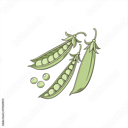 Hand drawn illustration of fresh green peas in pods with loose peas