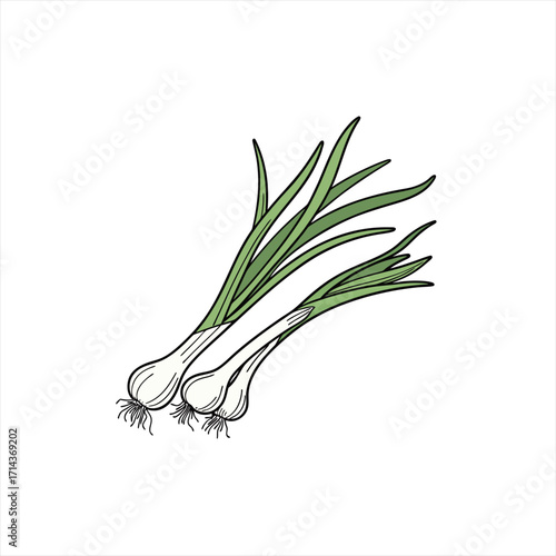 Illustration of three fresh green onions with roots and leaves