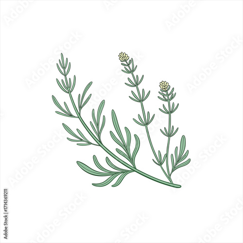Hand drawn illustration of a green lavender plant with small yellow flowers