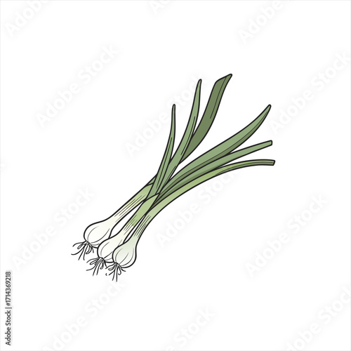 Illustration of a bunch of green onions with white background