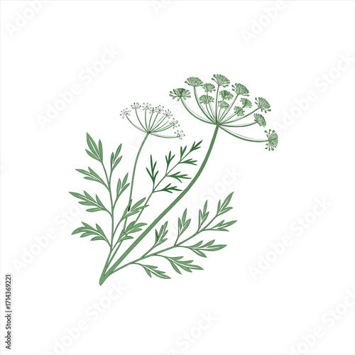 Green dill plant with feathery leaves and umbel flowers on white background