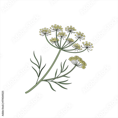 Illustration of a dill plant with yellow flowers and green leaves