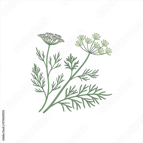 Illustration of two dill plants with delicate green leaves and white flowers