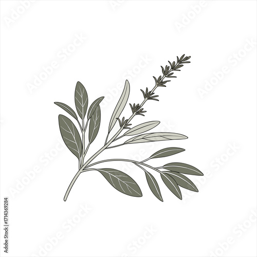 Illustration of fresh sage and rosemary herbs on a white background