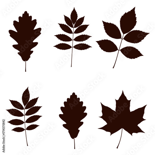 Collection of six dark brown silhouetted autumn leaves including oak maple and ash species isolated on white isolated on white background Vector Illustration