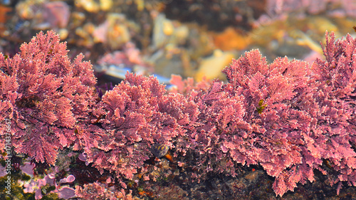 Red algae of the species Corallina officinalis at shallow depths. 
